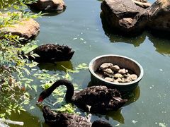 -花果山庄•现烤荔枝柴烧鹅
