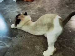 -囡的喵喵酱·萌宠生活馆·宠物洗护美容(胶州路店)