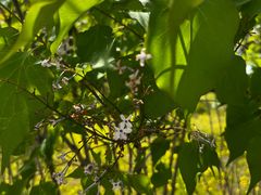 -帽儿山国家森林公园