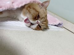 -乐派堂宠物医院·猫友好· 心脏科(东街店)