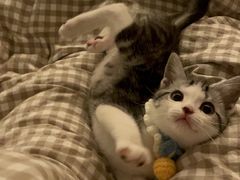 -lincat·猫舍(广州店)