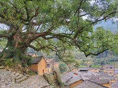 -杨家堂村