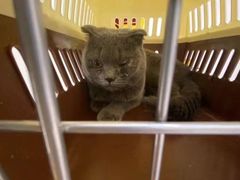 -宠颐生宠物医院·心肾内科·猫专科诊疗中心宠巢店