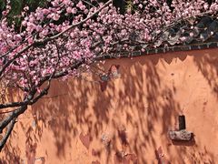 -泰山风景名胜区-普照寺