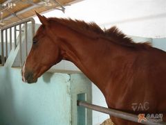 -松声马术俱乐部