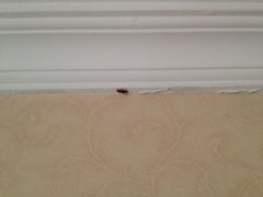 金河宾馆-成都金河宾馆(宽窄巷子店)