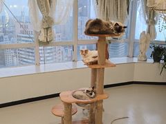 -共舞时光猫咖·狗咖(新街口店)