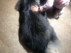 -more than meow吴止猫主题餐厅(承德 中船汇店)