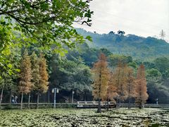 -顺峰山公园