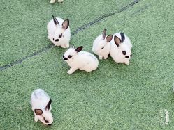 -萌宠亲子动物乐园(槐房万达店)