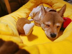 -逗柴咖啡屋·狗咖猫咖宠物桌游