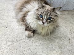 -纳吉亚猫专科动物医院·北北分院