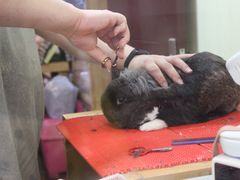 -宠物兔专门店(天丰利市场店)