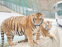 -栾川竹海野生动物园