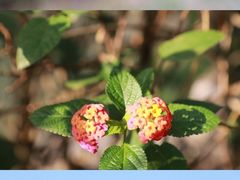 -广西壮族自治区药用植物园