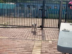 -趣玩宠物乐园寄养训犬训狗游泳池