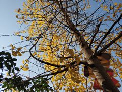 -武汉市洪山区卓刀泉小学