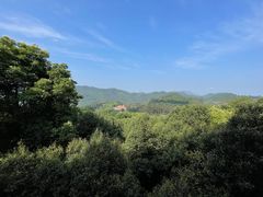-雁南飞茶田景区