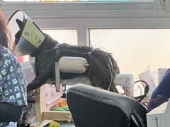 -爱侣宠医·鹦鹉专科·小型哺乳类·异宠专科(灵石路店)