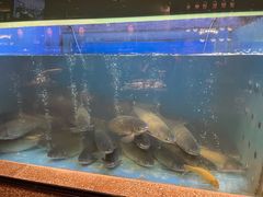 -淘米捞·米汤脆鲩鱼火锅(福田皇岗店)