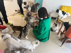 -猫在这儿猫咪咖啡馆·撸猫馆