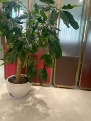 -云南吴氏嘉美医疗美容医院