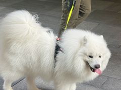 -瑞虹新天地月亮湾