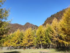 -狮子沟牧场