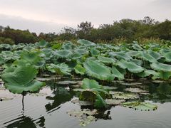 -西湖游船