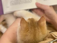 -袖虎·猫馆(体育西路店)
