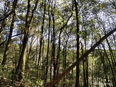 -西湖风景区十里琅珰-五云山