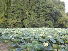 -西湖外事游船(花港观鱼码头)