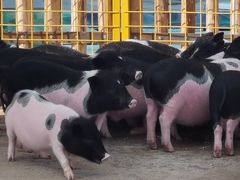 -昆明动物园