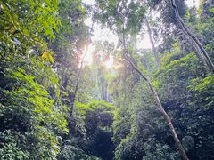 -西双版纳原始森林公园