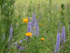 -塞罕坝国家级自然保护区