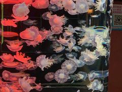 -烟台海昌鲸鲨海洋公园