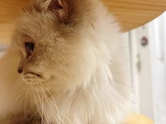 -楼上猫咖(罗湖店)