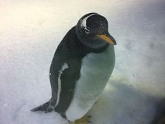 -芜湖新华联大白鲸海洋公园