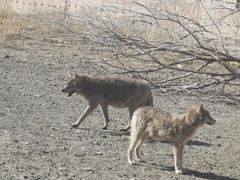-新疆天山野生动物园