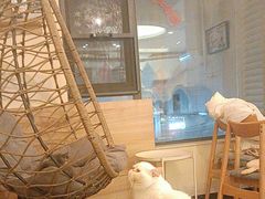 -滚猫咖啡·猫咖·猫友好撸猫(未来城店)