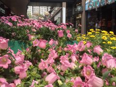 -Apple零售店(成都太古里店)