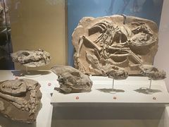 -国家自然博物馆