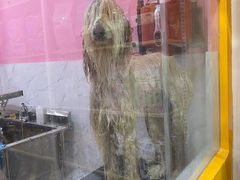 -狗不理喵子(百富路店)