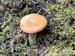 -蔼若春.传承云南菜(金碧公园店)