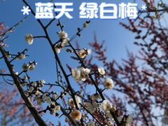 -花开海上生态园