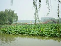 -白洋淀景区