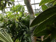 -呀路古热带植物园
