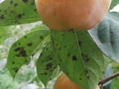 -武汉世外桃源农庄