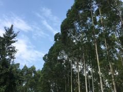 -桉树林A coffee 森林餐厅(三圣乡店)