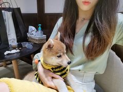 -逗柴咖啡屋·狗咖猫咖宠物桌游